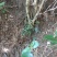 国旗红映山红