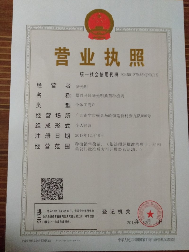 粤桑51号养蚕大叶杂交桑苗，耐寒抗旱，包发芽。