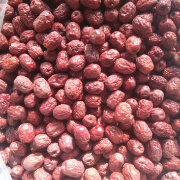 金丝小枣
