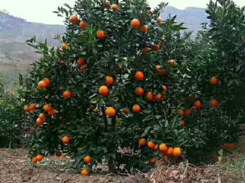 自己家种的，家里有十多亩地