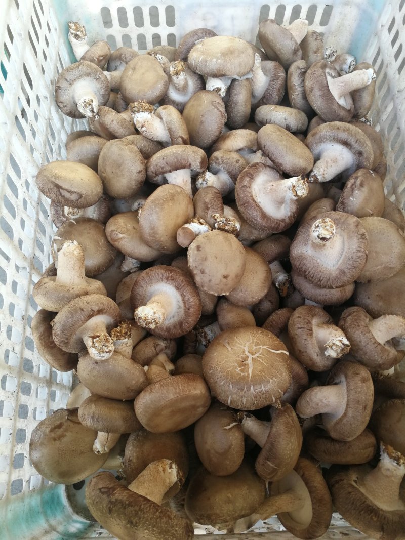 香菇白光面