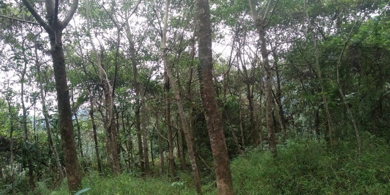 秋枫树沉香树风景树金花茶都有