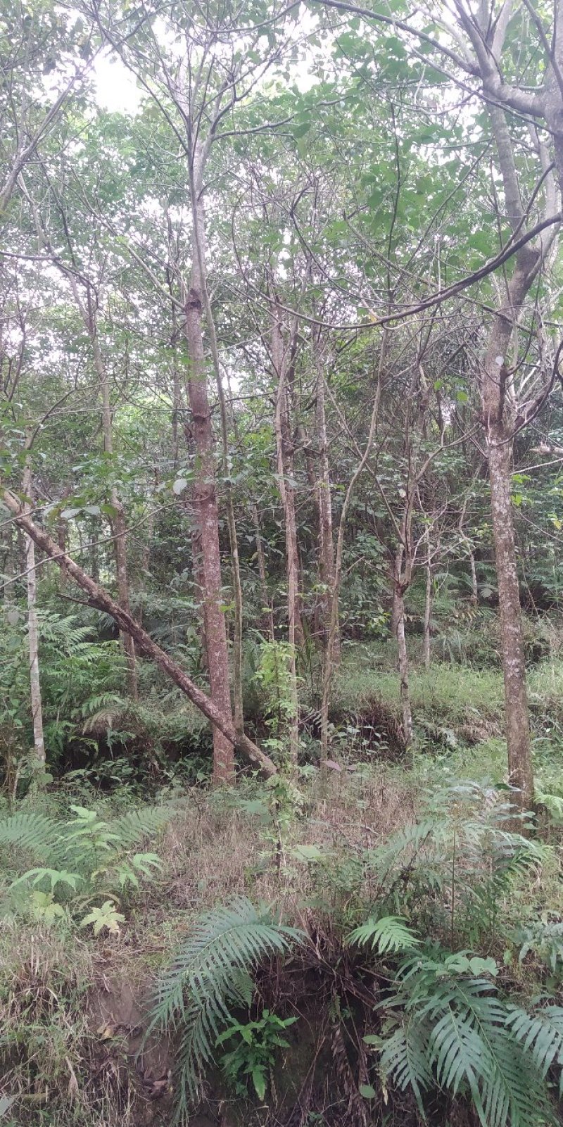 秋枫树沉香树风景树金花茶都有