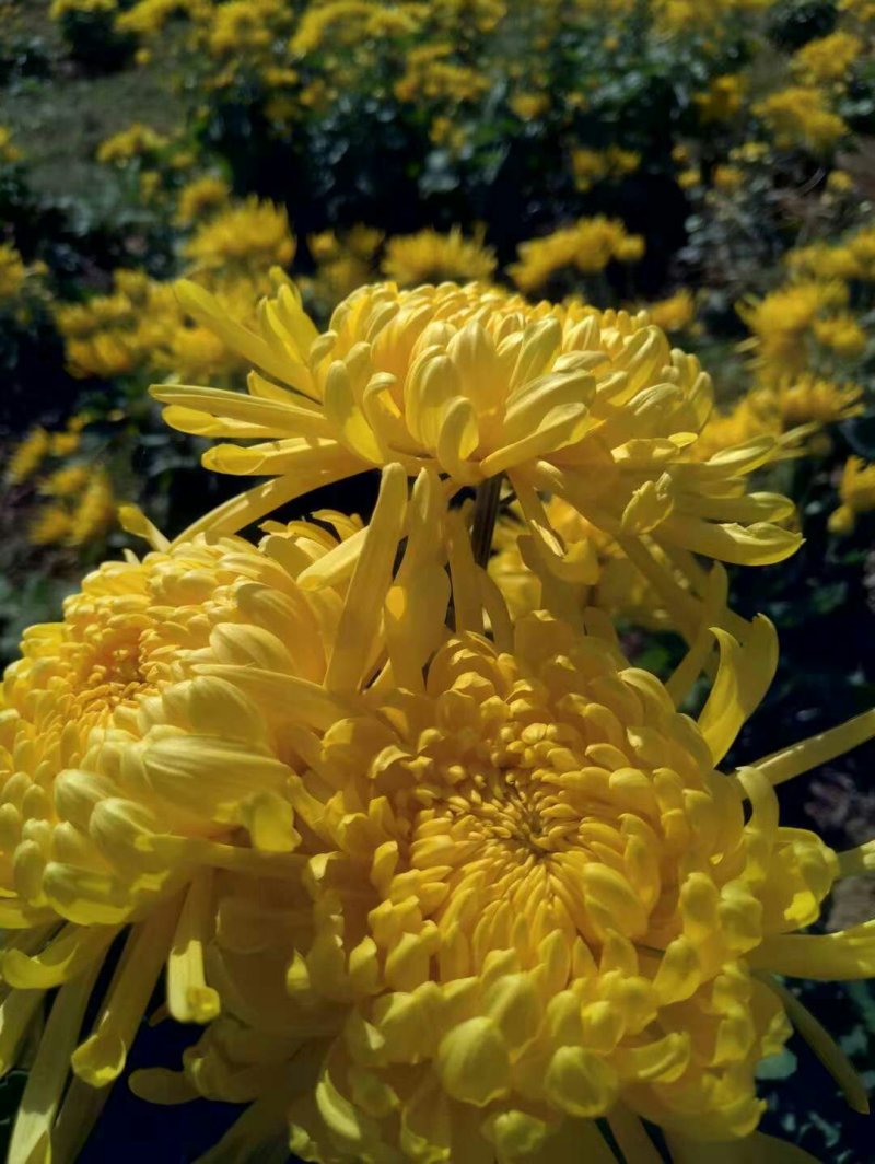 金丝黄菊