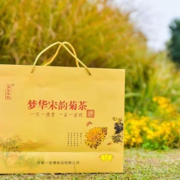 大量出售金丝皇菊