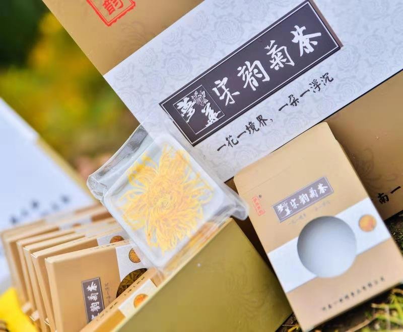大量出售金丝皇菊