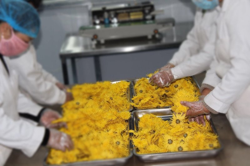 大量出售金丝皇菊
