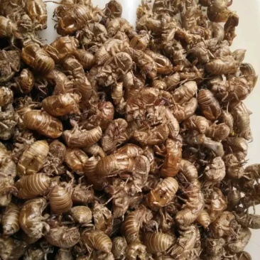 蝉蜕大货，通货，药厂大货