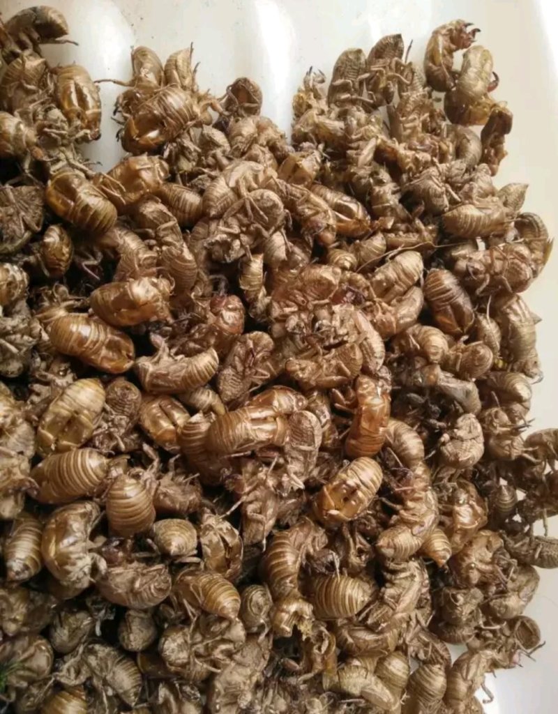 蝉蜕大货，通货，药厂大货