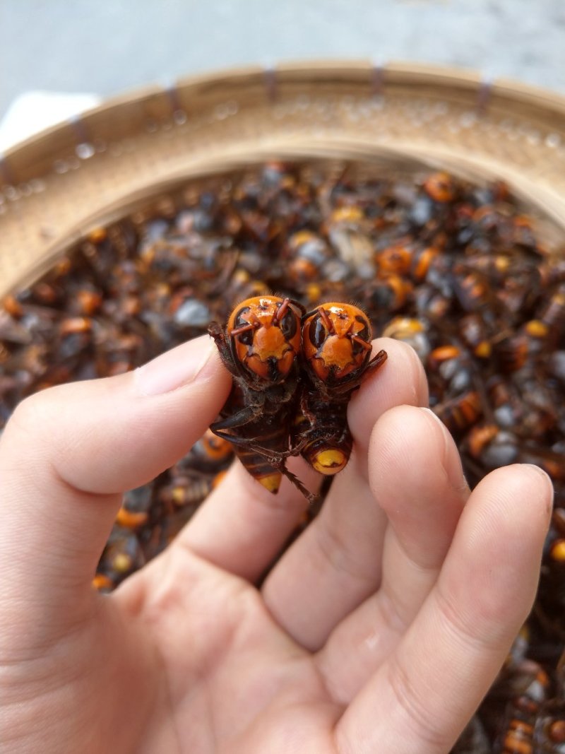 （现货）金环虎头蜂老蜂，泡酒用虎头蜂老蜂大土蜂，地雷蜂！
