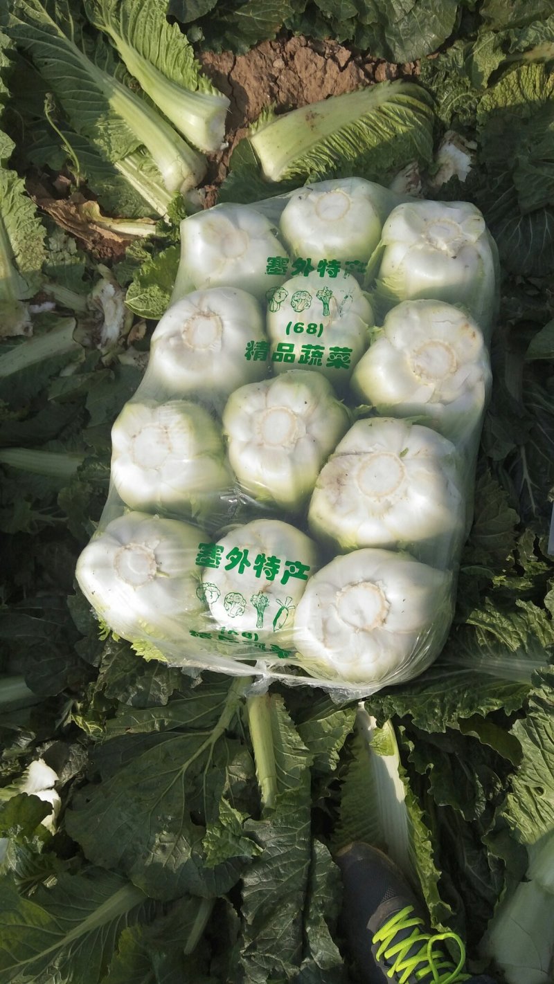 【牛商推荐】北京三号山东大白菜产地直供