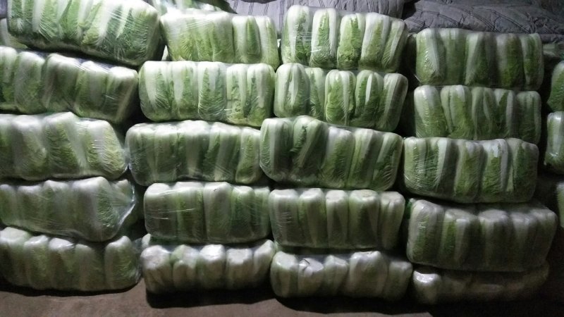 【牛商推荐】北京三号山东大白菜产地直供