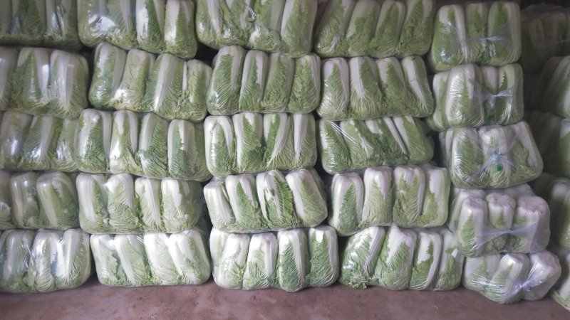 【牛商推荐】北京三号山东大白菜产地直供