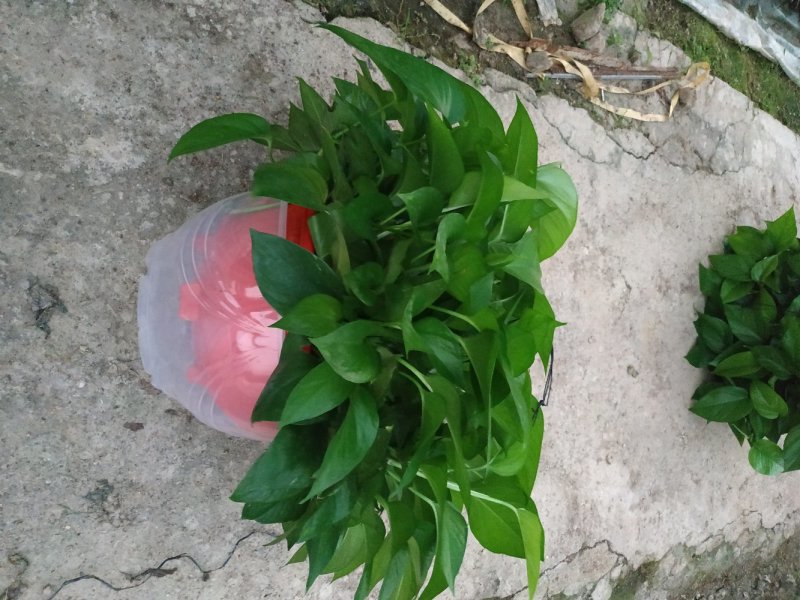 360#高脚红盆绿萝(带吸水盆)