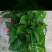 360#高脚红盆绿萝(带吸水盆)