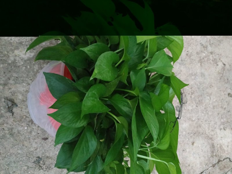 360#高脚红盆绿萝(带吸水盆)