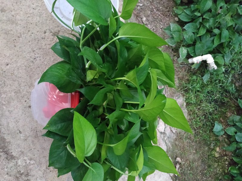 360#高脚红盆绿萝(带吸水盆)