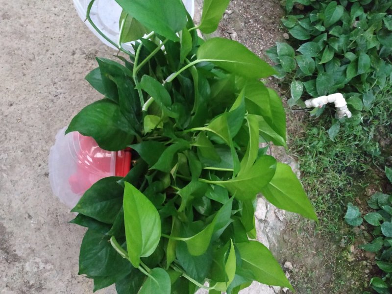 360#高脚红盆绿萝(带吸水盆)