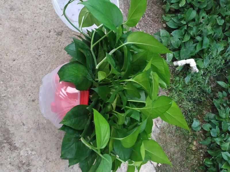 360#高脚红盆绿萝(带吸水盆)