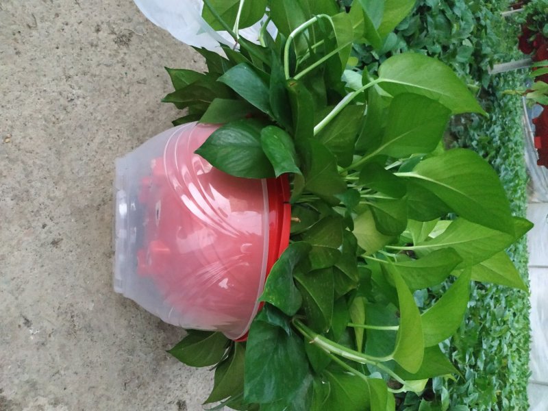 360#高脚红盆绿萝(带吸水盆)