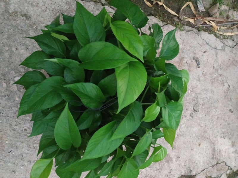 360#高脚红盆绿萝(带吸水盆)