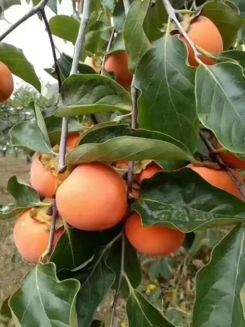 柿饼