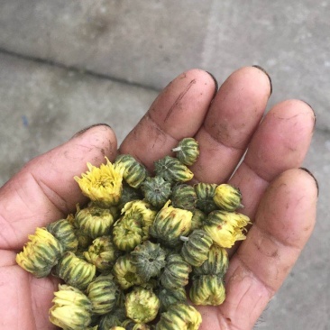 菊花