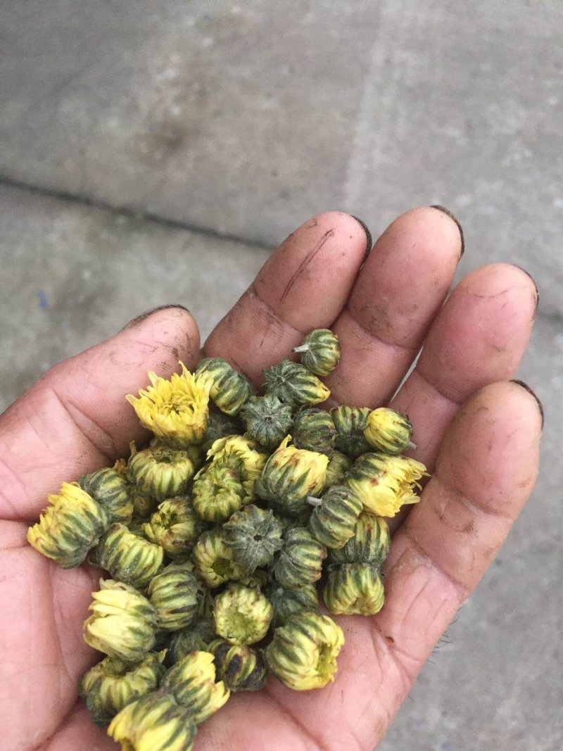 菊花