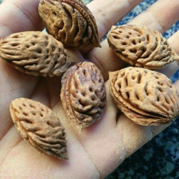 河南卢氏供应，桃胡种子，新种子发芽率高。。。。。。。。。