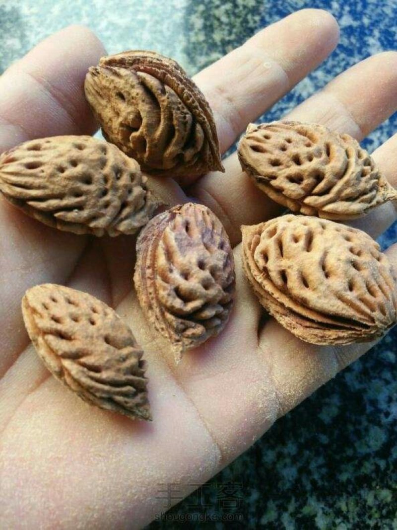 河南卢氏供应，桃胡种子，新种子发芽率高。。。。。。。。。