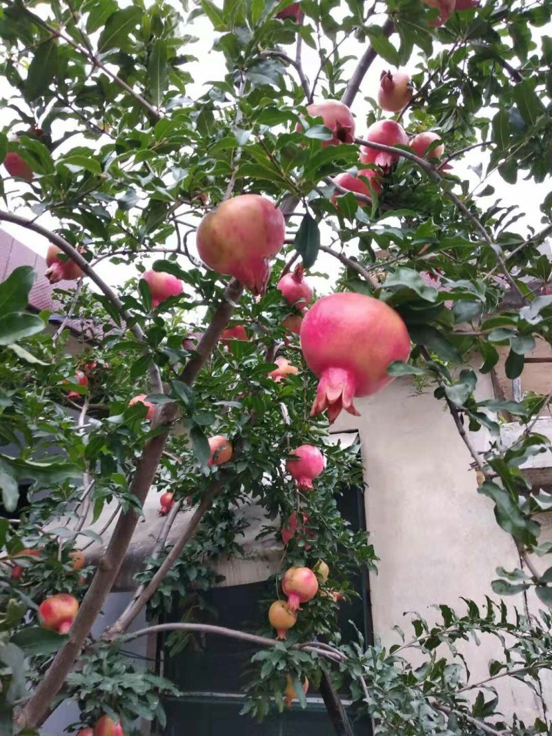 泰山红石榴树苗红如意石榴树苗石榴树苗蒙阳红石榴苗