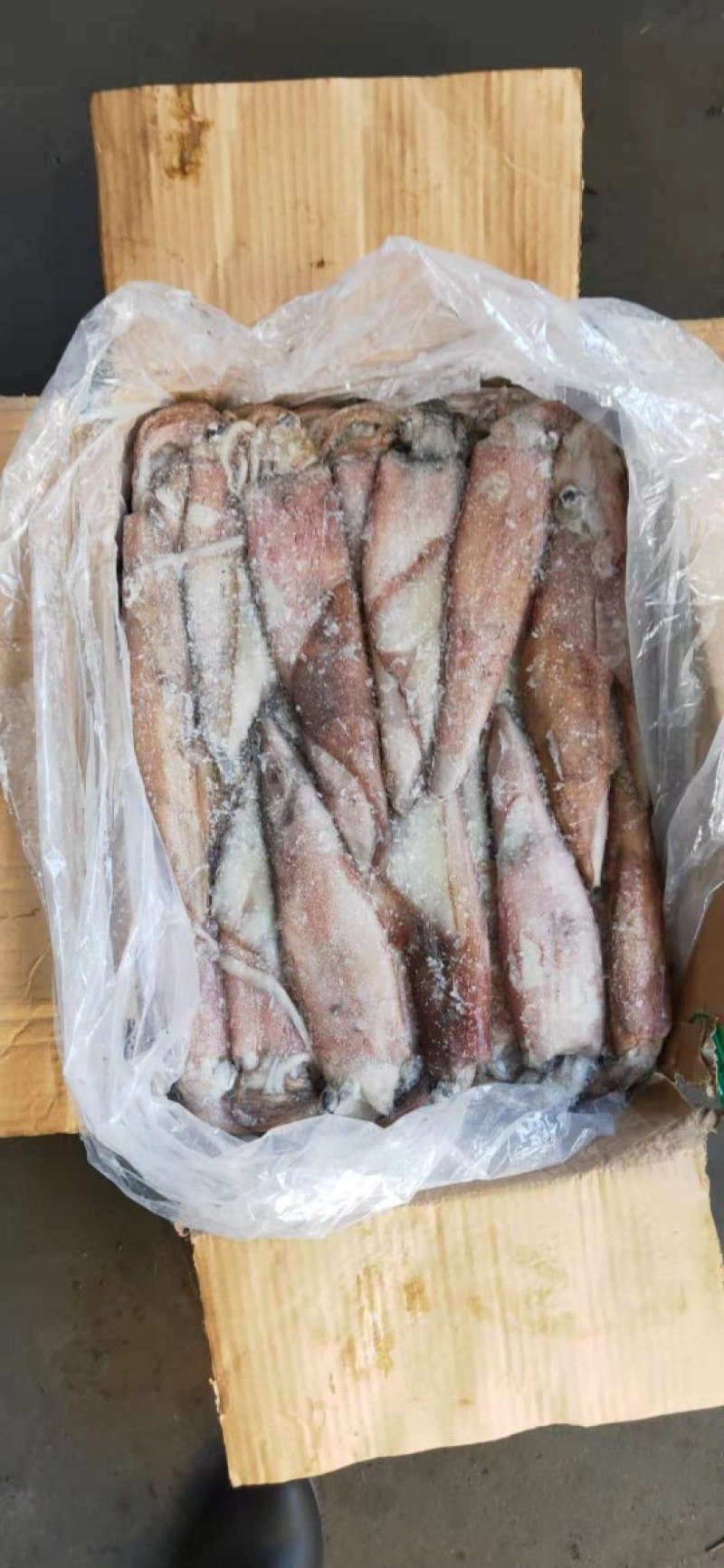 非洲安哥拉鱿鱼