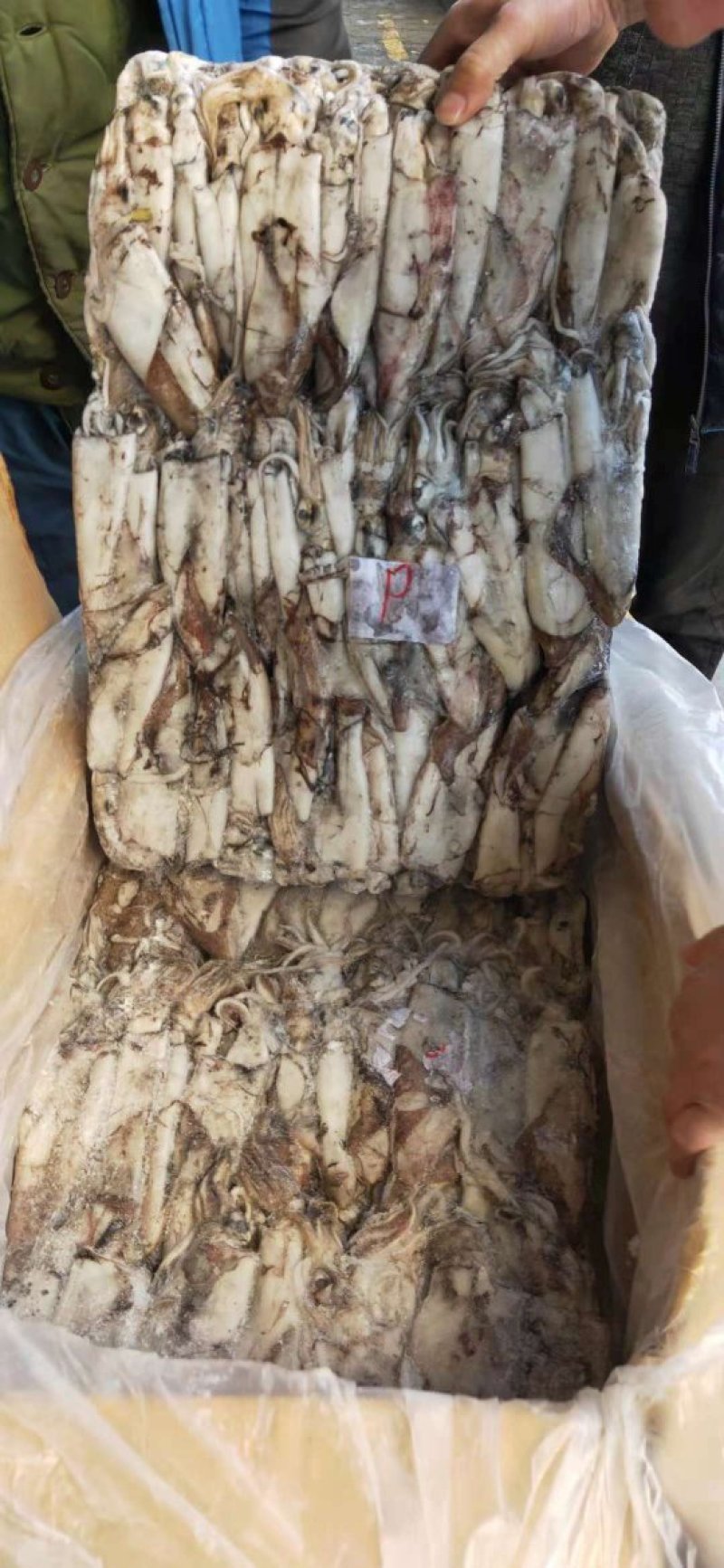 非洲安哥拉鱿鱼