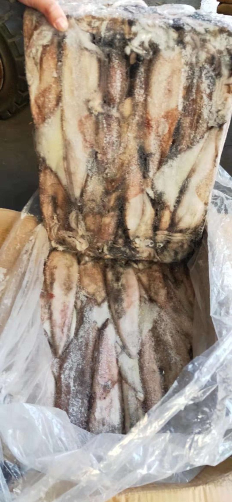 非洲安哥拉鱿鱼
