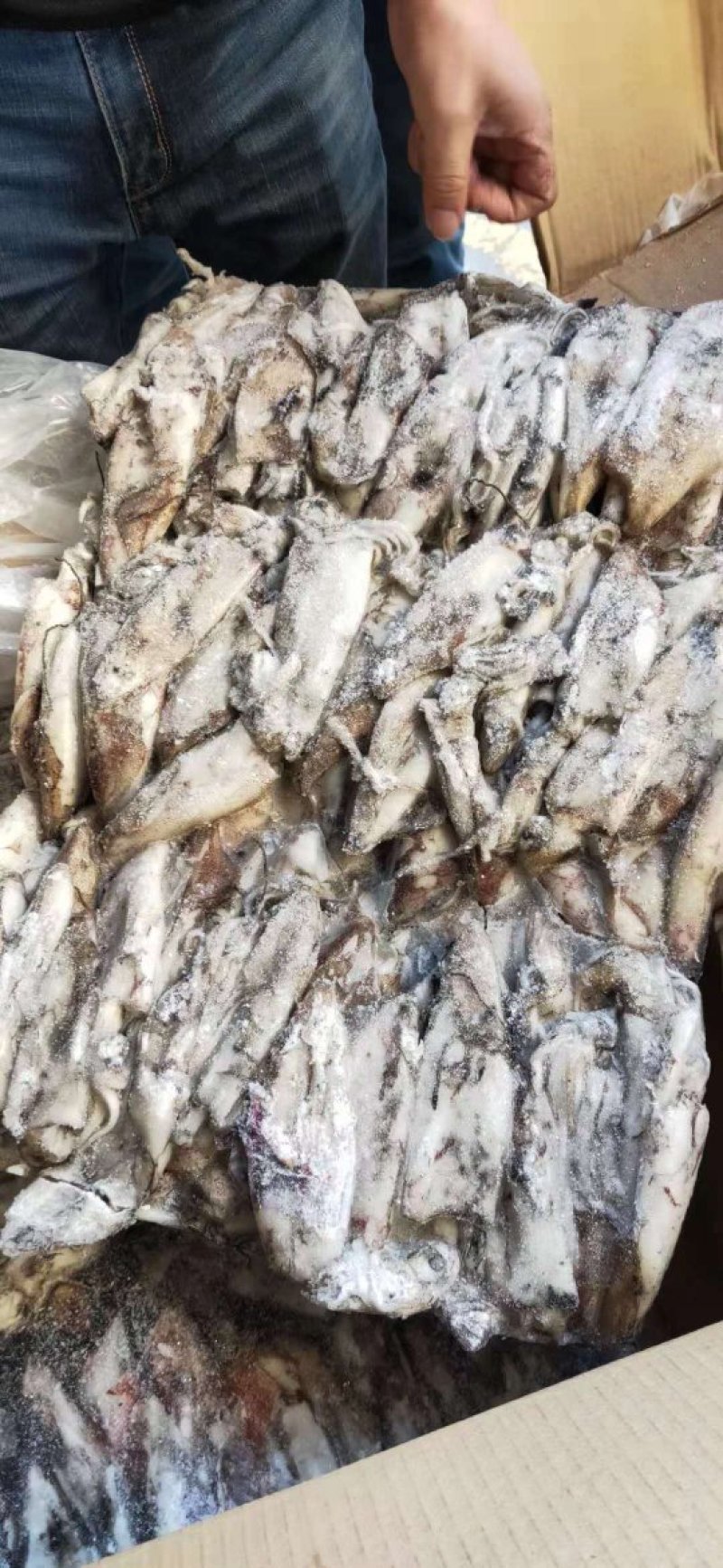 非洲安哥拉鱿鱼