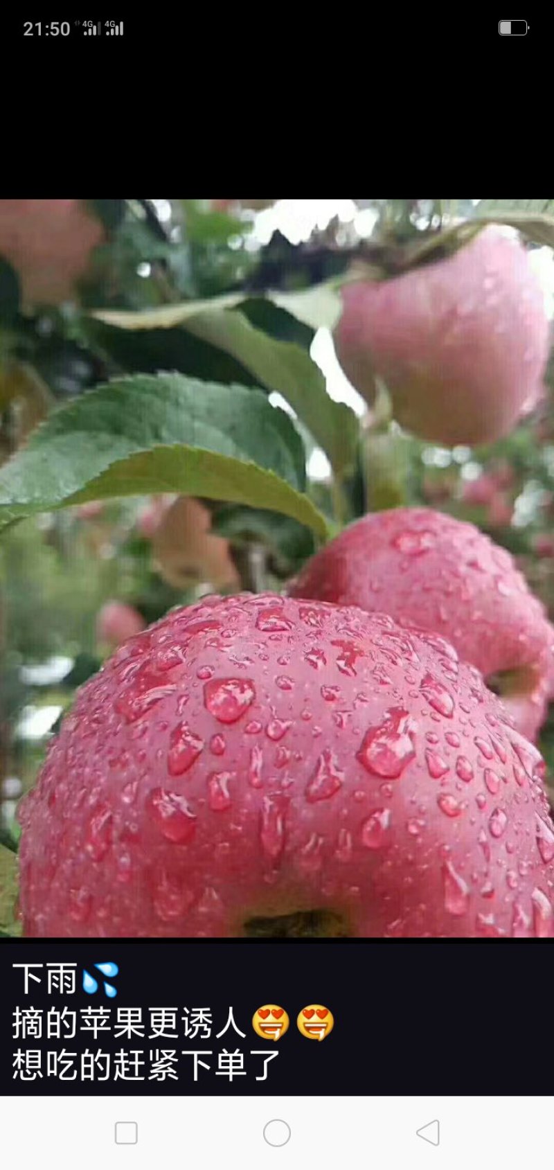 大量销售昭通苹果，地理条件独特，天然果实，
