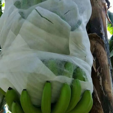 云南文山香蕉一首货源
