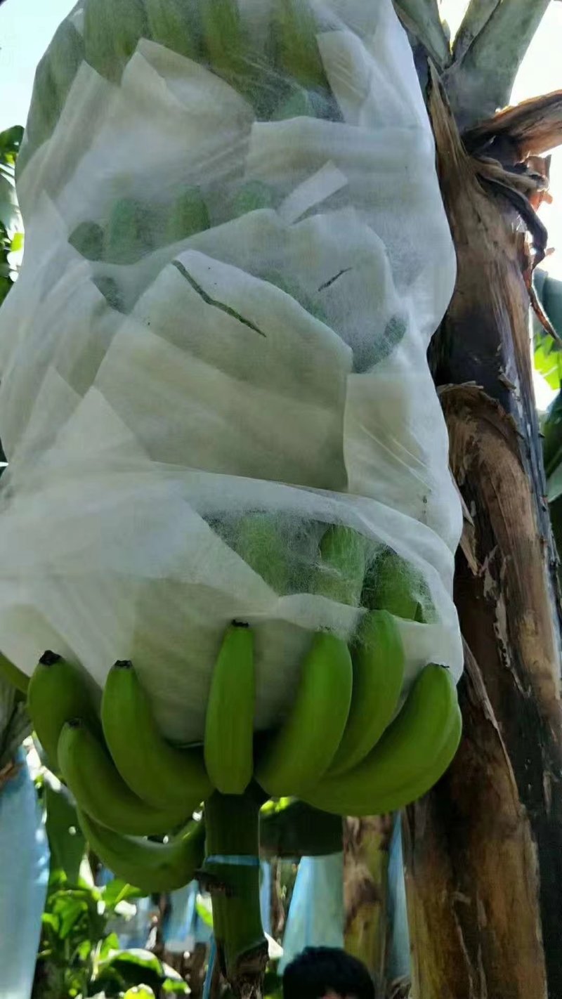 云南文山香蕉一首货源