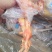 黄油老鸡