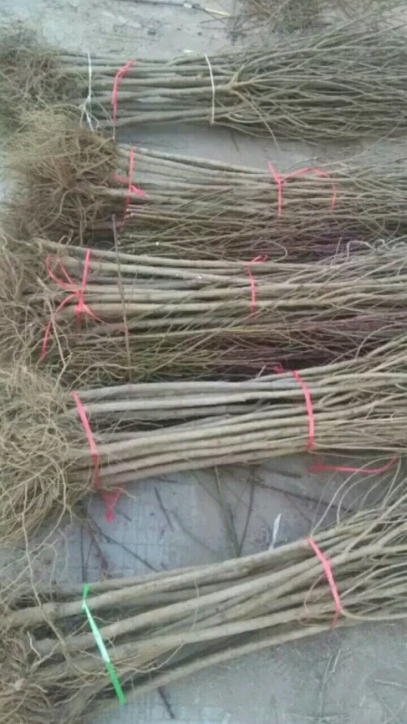 泰山红石榴树苗红如意石榴树苗石榴树苗蒙阳红石榴苗