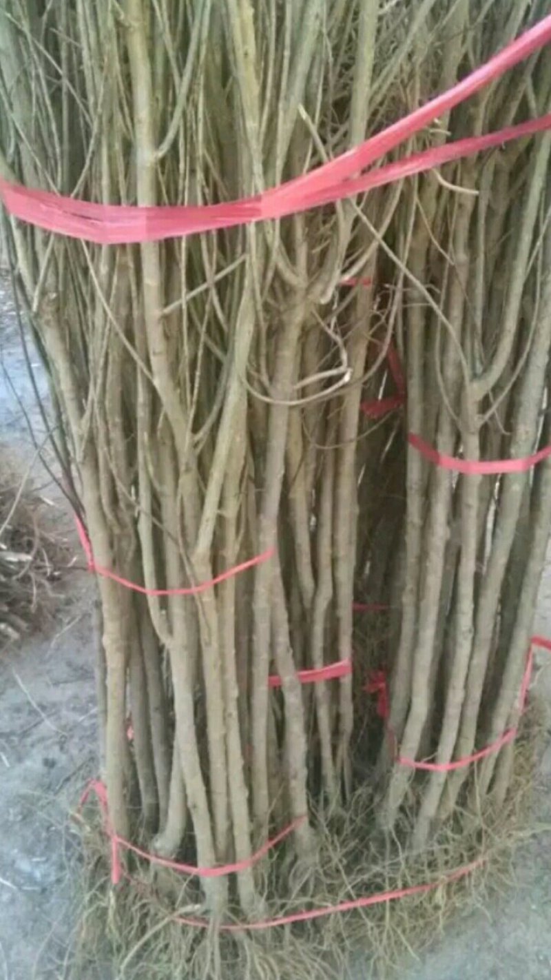泰山红石榴树苗红如意石榴树苗石榴树苗蒙阳红石榴苗