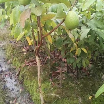 番石榴苗四季珍珠番石榴苗白心芭乐带土发货西瓜芭乐苗