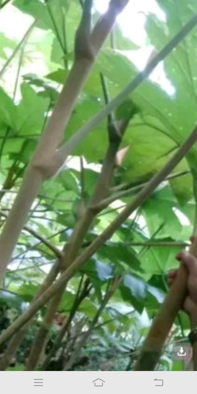 通草