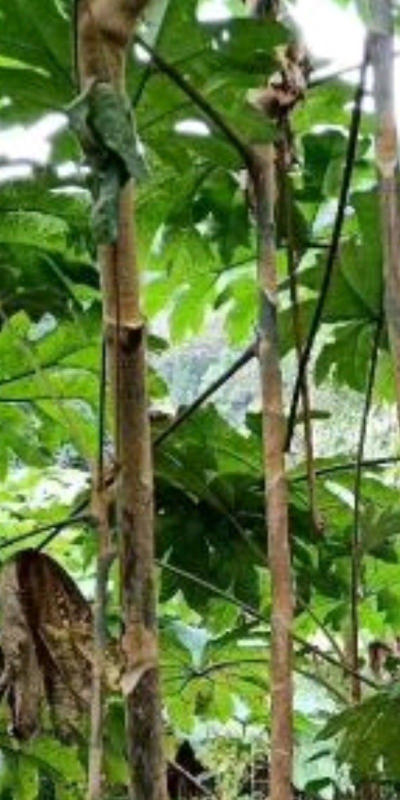 通草