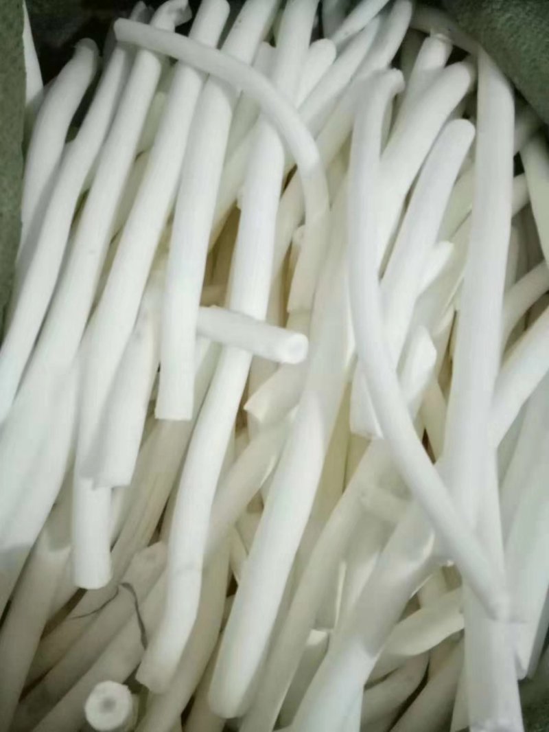 通草