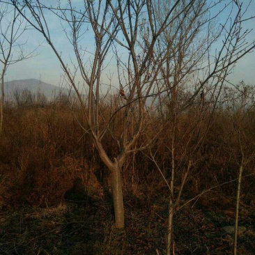 晚樱