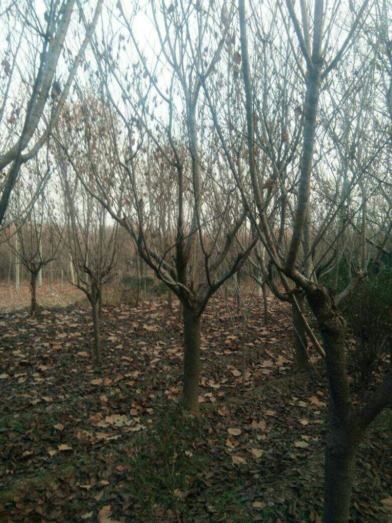 晚樱