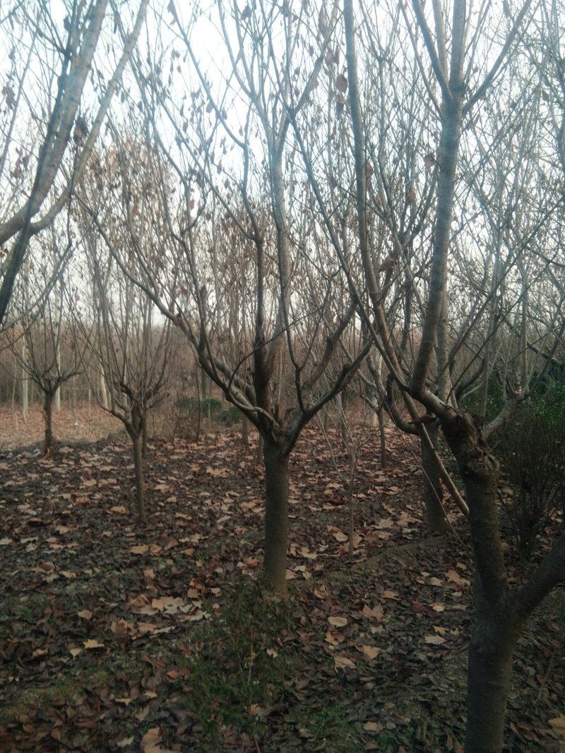 晚樱