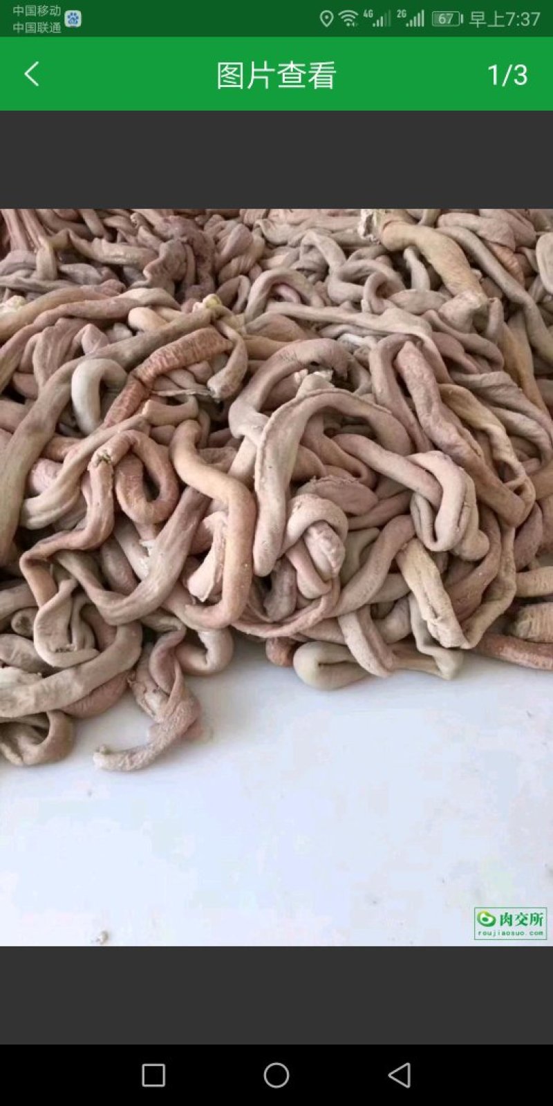 牛肠