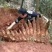 现挖的野生冬笋